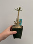Dorstenia gigas 3.5” Pot