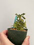 Dorstenia hybrid 3.5” Pot A
