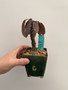 Dorstenia hybrid 3.5” Pot C