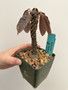 Dorstenia hybrid 3.5” Pot C