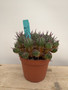 Euphorbia ferox 6” Pot 