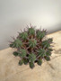 Euphorbia ferox 6” Pot 