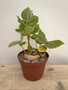 Sinningia lineata hybrid 6” Pot 