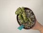 Euphorbia lactea crest 6” spot B 