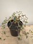 Commiphora monstruosa 1 Gallon Pot - US Seed Grown!