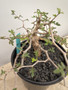 Commiphora monstruosa 1 Gallon Pot - US Seed Grown!
