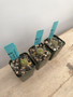 Pseudolithos cubiformis 2” Pots