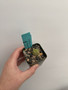Pseudolithos cubiformis 2” Pots