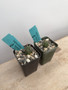 Euphorbia stellispina 2” Pots