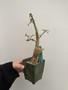 Bursera fagaroides 3.5” Pot A