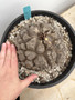 Dioscorea elephantipes 3 Gallon Pot 2