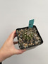 Copiapoa streptocaulon 5” Pot AS-B