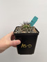 Copiapoa streptocaulon 5” Pot AS-D