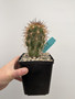 Copiapoa pendulina KK1392 5” Pot - from Mesa Garden Seed