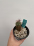 Euphorbia stellispina 3.5” Pot B