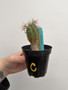 Euphorbia stellispina 3.5” Pot C