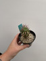Euphorbia stellispina 3.5” Pot C