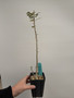 Boswellia discoridis 4” Pot - Seedgrown