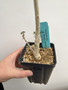 Boswellia discoridis 4” Pot - Seedgrown