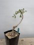 Boswellia discoridis 6” Pot - Well Rooted Cutting