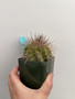 Copiapoa grandiflora 3.5” Pot