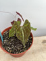 Dioscorea discolor 6” Pot A