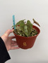 Dioscorea discolor 6” Pot B