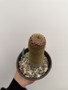Mammillaria matudae 6” Pot A