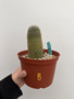 Mammillaria matudae 6” Pot B