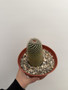 Mammillaria matudae 6” Pot B
