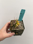 Ferocactus wislizeni variegata 3.5” pot B
