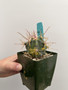 Ferocactus wislizeni variegata 3.5” Pot C