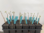DAILY DEAL - Bursera aspleniifolia 4” Pots