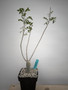 Bursera fagaroides 6” Pot