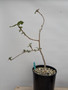 Boswellia sacra 3 gallon Pot