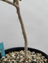Boswellia sacra 3 gallon Pot
