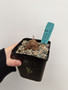 Dioscorea hemicrypta 5” Pot B
