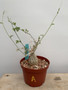 Momordica rostrata 6” Pot A