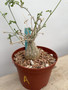 Momordica rostrata 6” Pot A