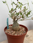 Momordica rostrata 6” Pot B
