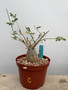 Momordica rostrata 6” Pot C