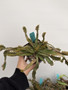 DAILY DEAL - Euphorbia stellata 5” Pots