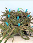 DAILY DEAL - Euphorbia stellata 5” Pots