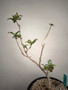 Boswellia sacra 3 Gallon Pot 