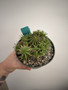 Euphorbia ‘Twinkle Twirl’ 5” pot