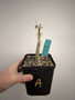 Commiphora unilobata 5” Pot A