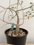 Commiphora humbertii 1 gallon pot