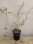 Commiphora humbertii 1 gallon pot
