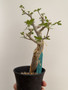 Bursera fagaroides 4” Pot 