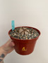 Dioscorea elephantipes 6” Pot 1